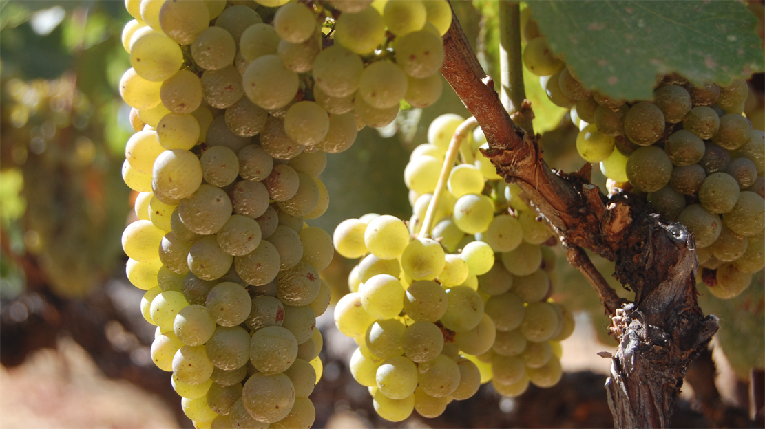 chardonnay-grapes-sm